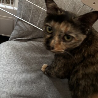 サビ猫女の子シニア