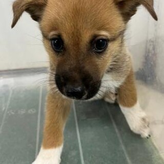 ※優先期間内にお迎え下さい。11/5迄