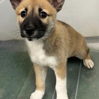 ※優先期間内にお迎え下さい。11/5迄