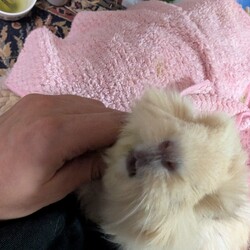 手術延期になりました