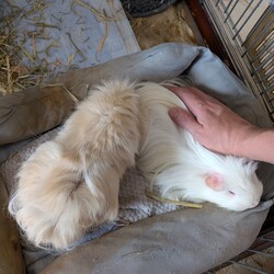 「手術延期になりました」サムネイル2