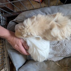 「手術延期になりました」サムネイル3