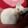 シャム白ネコちゃん4兄妹 サムネイル3