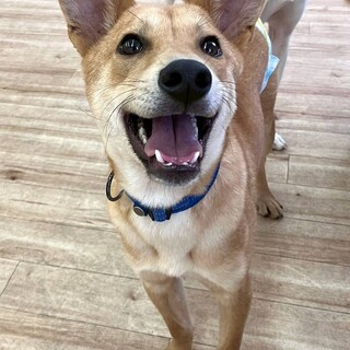 里親様決定いたしました！