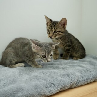 トライアル決定