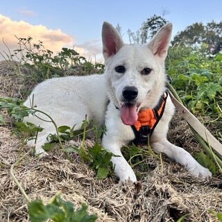 里親様決定いたしました！