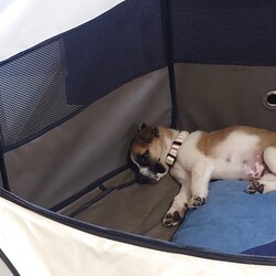 「かかりつけ病院へ」サムネイル1