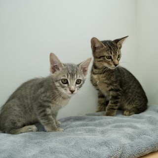 トライアル決定