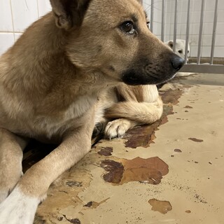 殺処分対象❗️収容期限11/4迄❗️延長なし