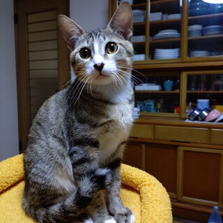 お目目くりくり！お膝大好き！甘えん坊ミッキー！