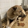 殺処分対象❗️収容期限11/4迄❗️延長なし サムネイル4
