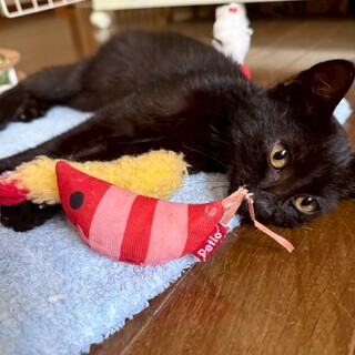 パワー全開！甘えん坊で無邪気なパワーくん♡