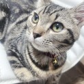 おっとり美人な猫ちゃん♪
