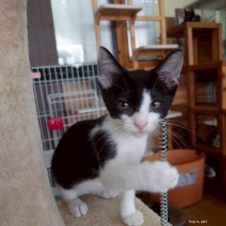 甘えん坊　はっち