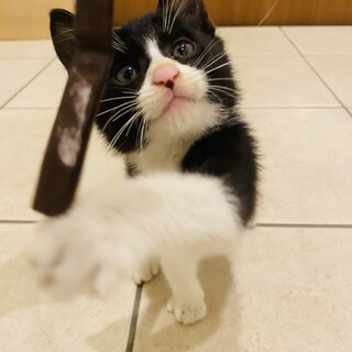 ハチワレ1.5ヵ月の男の子