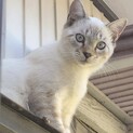 シャム系の静かな男の子✨慣れると甘えん坊です♡