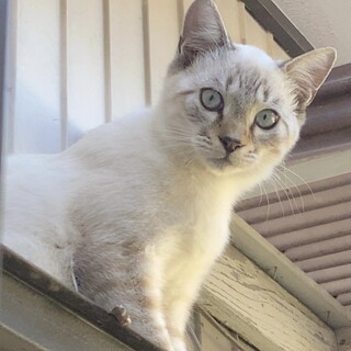 シャム系の静かな男の子✨慣れると甘えん坊です♡