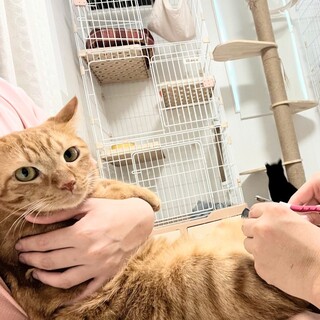 仲良し茶トラ兄弟