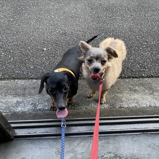 仲良しチワックスの女の子！