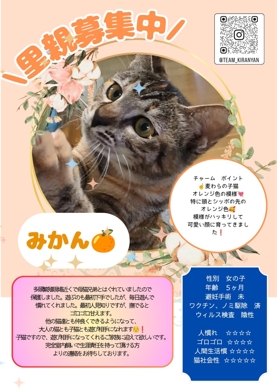 麦わら子猫みかんです。 サムネイル5