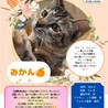 麦わら子猫みかんです。 サムネイル5