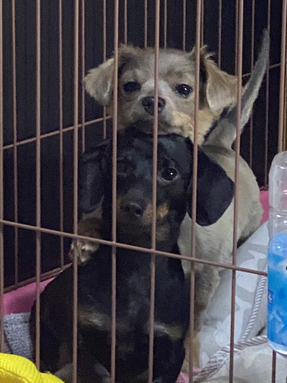 仲良しにわとり♡お団子 NEGUSE on X