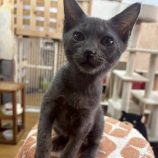 甘えん坊　プーさん