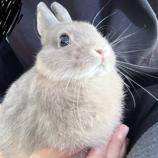 うさぎだいすき うさぎと暮らす No97（2025年Autumn） | うさぎと暮らす |本 | 通販