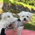 8歳の元気なタラちゃんです。