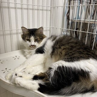 ふわふわ長毛　レンジくん