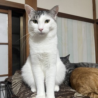 優しく穏やかなトムくん　1歳