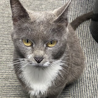 とても頭のいい子です