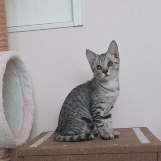 人馴れバッチリ サバトラの 女の子