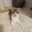 お腹を出して甘えます♬ユッケちゃん　7ヶ月