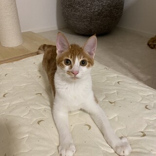 お腹を出して甘えます♬ユッケちゃん　7ヶ月