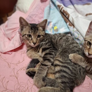 キジトラ4ヶ月男の子ミルクから育てたオコメ君