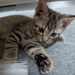 くりくりお目目のキジトラ男の子