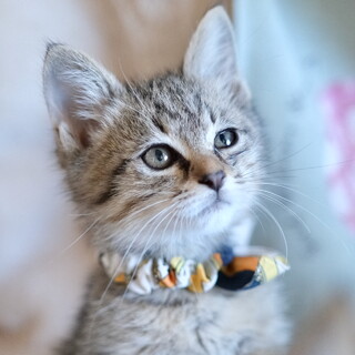 たびのすけ♡家族ができました