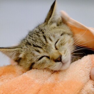 たびたん♡家族ができました