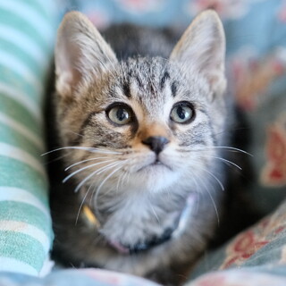 たびにゃっく♡家族ができました