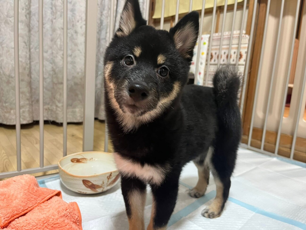 黒柴の仔犬ツキちゃん」北海道 - 犬の里親募集(529175) :: ペットの