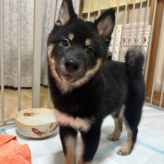 黒柴の仔犬ツキちゃん