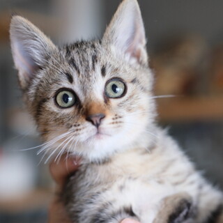 たびでんか♡家族ができました