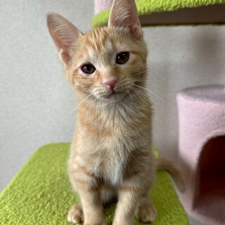 【11/16東銀座】小麦くん★２ヵ月半♪