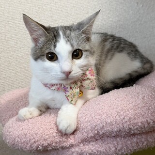 【12/27東銀座】結愛（ゆあ）ちゃん★６ヵ月♪