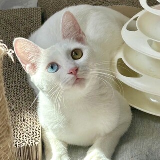 ありがとうございました★オッドアイ白猫アオちゃん