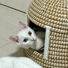 ありがとうございました★オッドアイ白猫アオちゃん サムネイル2