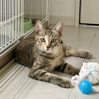 ありがとうございました★キジ虎可愛いハツちゃん