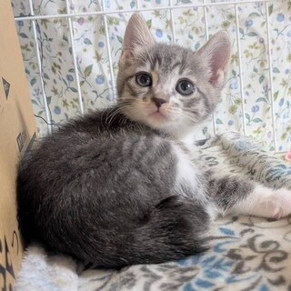 11/9,16駒込　可愛い姉妹❤️ふきちゃん