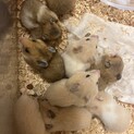ゴールデンハム　赤ちゃんキンクマ